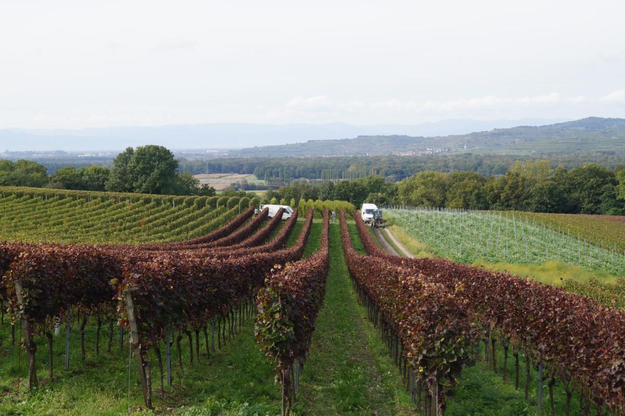 Weingut Landmann Ferienwohnungen Friburgo de Brisgovia Exterior foto